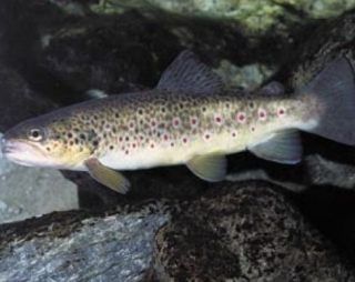  Salmo Trutta 
